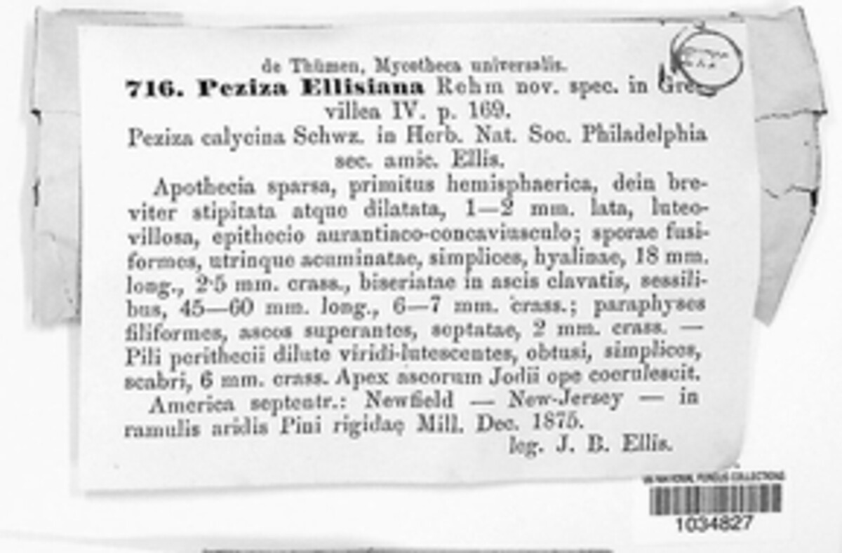 Lachnellula ellisiana image